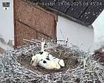 Capi_Dubne_20250619_044504.jpg