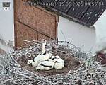 Capi_Dubne_20250619_045504.jpg