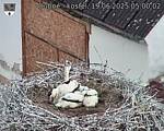 Capi_Dubne_20250619_050002.jpg