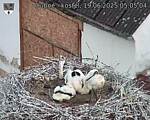 Capi_Dubne_20250619_050504.jpg