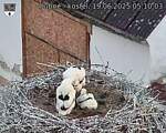 Capi_Dubne_20250619_051003.jpg