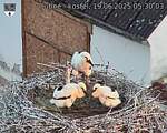 Capi_Dubne_20250619_053003.jpg