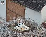 Capi_Dubne_20250619_053503.jpg
