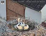 Capi_Dubne_20250619_054503.jpg