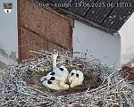 Capi_Dubne_20250619_061003.jpg