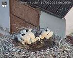 Capi_Dubne_20250619_062004.jpg