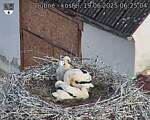 Capi_Dubne_20250619_062504.jpg