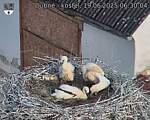 Capi_Dubne_20250619_063004.jpg