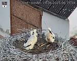 Capi_Dubne_20250619_063504.jpg