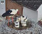 Capi_Dubne_20250619_064003.jpg