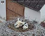 Capi_Dubne_20250619_071503.jpg