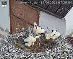 Capi_Dubne_20250619_072004.jpg