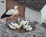 Capi_Dubne_20250619_072502.jpg