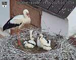 Capi_Dubne_20250619_073504.jpg