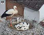 Capi_Dubne_20250619_074003.jpg