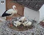 Capi_Dubne_20250619_074503.jpg