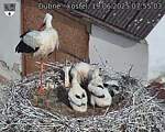 Capi_Dubne_20250619_075503.jpg