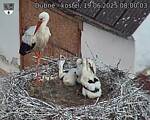 Capi_Dubne_20250619_080003.jpg