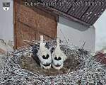 Capi_Dubne_20250619_080503.jpg