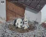 Capi_Dubne_20250619_081003.jpg