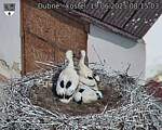 Capi_Dubne_20250619_081503.jpg