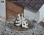 Capi_Dubne_20250619_082503.jpg