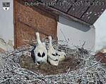 Capi_Dubne_20250619_083003.jpg