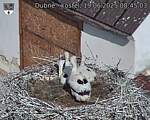 Capi_Dubne_20250619_084503.jpg