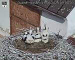 Capi_Dubne_20250619_090003.jpg