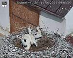 Capi_Dubne_20250619_090503.jpg