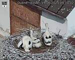 Capi_Dubne_20250619_091002.jpg