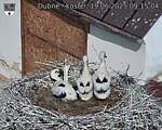Capi_Dubne_20250619_091504.jpg