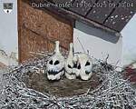 Capi_Dubne_20250619_093004.jpg