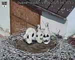 Capi_Dubne_20250619_093503.jpg