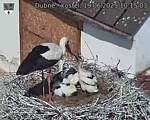 Capi_Dubne_20250619_101503.jpg