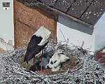 Capi_Dubne_20250619_102502.jpg