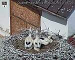Capi_Dubne_20250619_104503.jpg