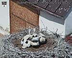 Capi_Dubne_20250619_110002.jpg