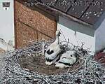 Capi_Dubne_20250619_111503.jpg