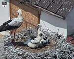 Capi_Dubne_20250619_130003.jpg