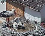 Capi_Dubne_20250619_131002.jpg
