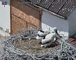 Capi_Dubne_20250619_134502.jpg