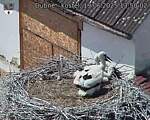 Capi_Dubne_20250619_135002.jpg