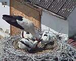 Capi_Dubne_20250619_135504.jpg