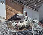 Capi_Dubne_20250619_141004.jpg
