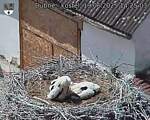 Capi_Dubne_20250619_142503.jpg