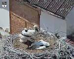 Capi_Dubne_20250619_143002.jpg
