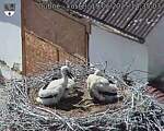 Capi_Dubne_20250619_143503.jpg