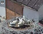 Capi_Dubne_20250619_144002.jpg