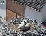Capi_Dubne_20250619_145003.jpg